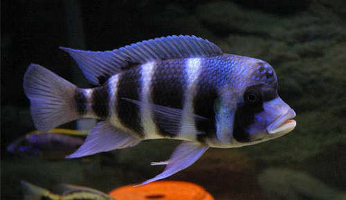 CYPHOTILAPIA FRONTOSA